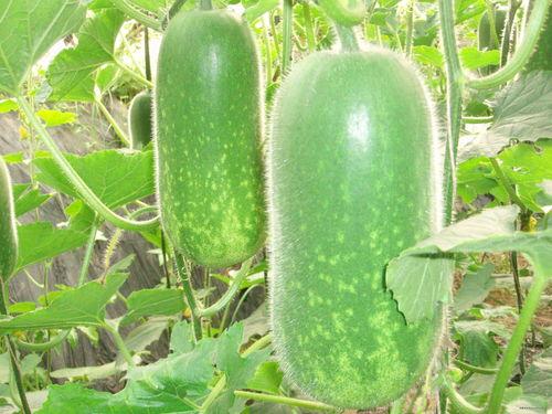 绾绾吃瓜  第1张